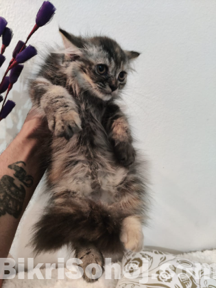 Persian kitten female